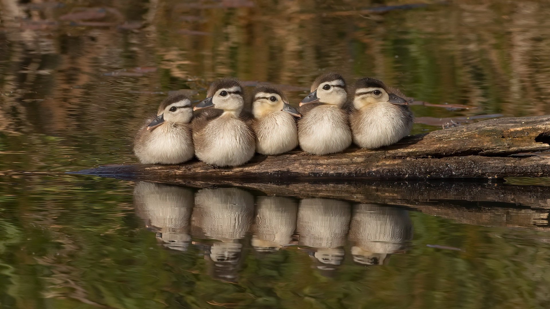 太阳提前终结悬念，约基奇在焦点战证明自己